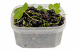 wet tasty black currant in the plastic semi transparent containe
