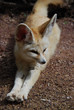 fennec