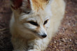 fennec