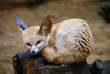fennec fennec