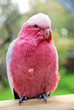 perroquet rose d'australie
