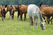 Foto: A herd of horses A herd of horses