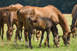 Foto: A mare and a foal A mare and a foal