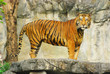 giant tiger