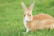 Little rabbit