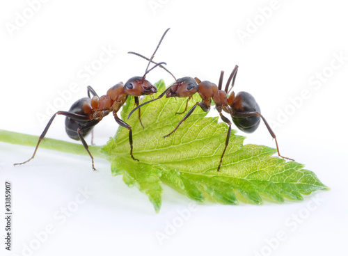 Photo: two ants and fresh green leaf two ants and fresh green leaf