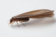 termite white ant termite white ant
