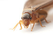 insect termite