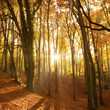 Sun beaming through an autumn forest.