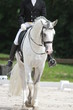 Image : dressage chevaux