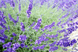 Blooming lavender