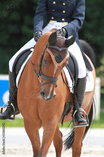 Photo: dressage chevaux dressage chevaux