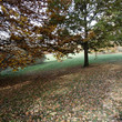 Autumn trees