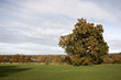 Autumn trees