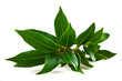 Laurel