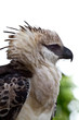 Crested Eagle