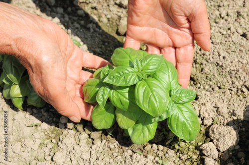 Photo: farmer hands getting basil farmer hands getting basil