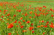 Mohn