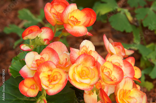 Photo: Fleur Begonia Fleur Begonia