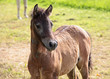 Photo: Portrait Camarguefohlen Portrait Camarguefohlen