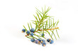 Juniper twig on a white background