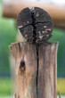 old cracked log