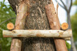 Small logs support big tree