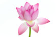 Pink water lily flower (lotus) and white background. Pink water lily flower (lotus) and white background.