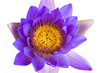 Blue lotus flower and white background. Blue lotus flower and white background.