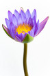 Blue lotus flower and white background.