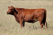 Red angus cow on pasture