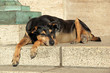 Photo: Stray street dog Stray street dog