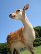 animal