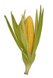 corn cob