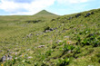 Puy Violent, Cantal