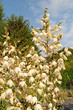 Kerzen-Palmlilie - Yucca gloriosa