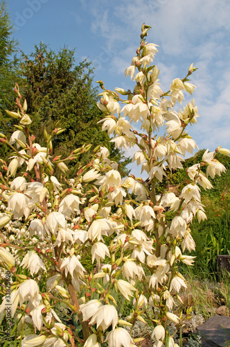 Foto: Kerzen-Palmlilie - Yucca gloriosa Kerzen-Palmlilie - Yucca gloriosa