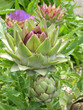 Foto: artichokes - stages of growth artichokes - stages of growth