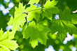 leafs