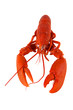 crustacé homard breton