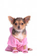 Chihuahua puppy after the bath wearing bathrobe and slippers Chihuahua puppy after the bath wearing bathrobe and slippers