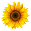 Sunflower isolated, vector.