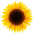 Sunflower isolated, vector.