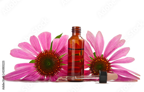 Photo: Coneflower Coneflower