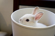 Rabbit show up