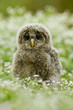 An young Ural Owl (Strix uralensis) An young Ural Owl (Strix uralensis)