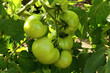 green tomatoes on the branch