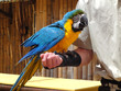 Perroquet Jaune et Bleu