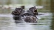 Kaiman im Wasser
