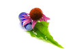 Echinacea purpurea und Globuli